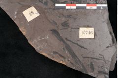Foto (Detailansicht) von Noeggerathia palmaeformis Goeppert (NHMW-GEO-2024-0188-10746)